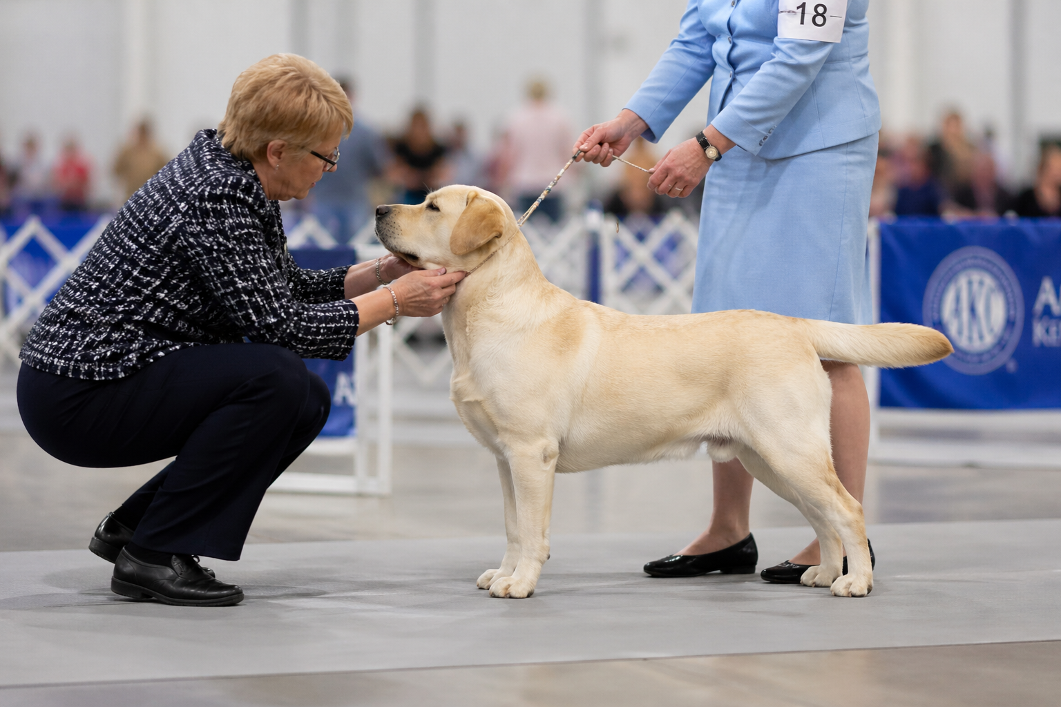 Dog show judge examining a show dog’s structure and breed type during conformation judging.