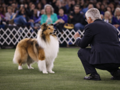 The Reality of Dog Show Judging: Why the Favorite Dog Doesn’t Always Win Dog show judging in a conformation ring as a judge evaluates a collie while comparing structure and breed type