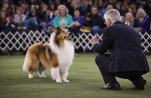 The Reality of Dog Show Judging: Why the Favorite Dog Doesn’t Always Win Dog show judging in a conformation ring as a judge evaluates a collie while comparing structure and breed type