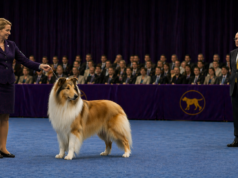Why Some Dogs Always Look Like Winners (Even Before They Move) Dog show presence displayed by a rough collie standing alert in a conformation ring while a judge observes