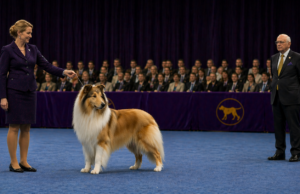 Why Some Dogs Always Look Like Winners (Even Before They Move) Dog show presence displayed by a rough collie standing alert in a conformation ring while a judge observes