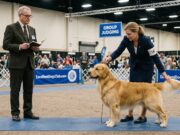 When a Good Dog Has the Wrong Day: Why Timing Changes Everything in the Show Ring Show ring timing shown by a handler refocusing a show dog while a judge observes in the conformation ring