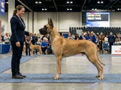What Makes a Dog Look Balanced? Understanding Structure and Proportion balanced dog structure shown by a well-proportioned Great Dane standing in profile with a handler in a show ring