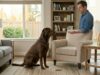 Dog Impulse Control: Why Some Dogs React Instantly dog impulse control shown by calm dog waiting for treat without reacting