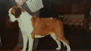 friendly dogs can need guidance shown by Ch. Forest Retreat's Sugar Baby (aka, Missy) the Saint Bernard in show stance