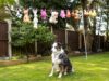 Dog Guards His Toys While They Dry On The Clothesline Dog sitting in the yard beneath freshly washed stuffed toys hanging on a clothesline