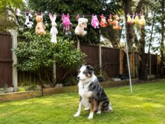 Dog Guards His Toys While They Dry On The Clothesline Dog sitting in the yard beneath freshly washed stuffed toys hanging on a clothesline