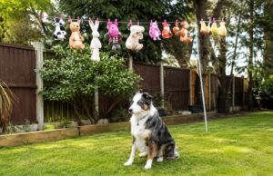 Dog Guards His Toys While They Dry On The Clothesline Dog sitting in the yard beneath freshly washed stuffed toys hanging on a clothesline