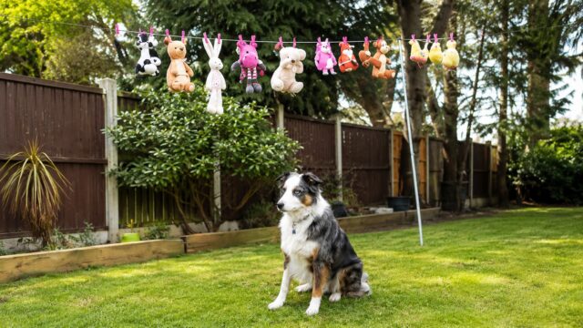 Dog sitting in the yard beneath freshly washed stuffed toys hanging on a clothesline