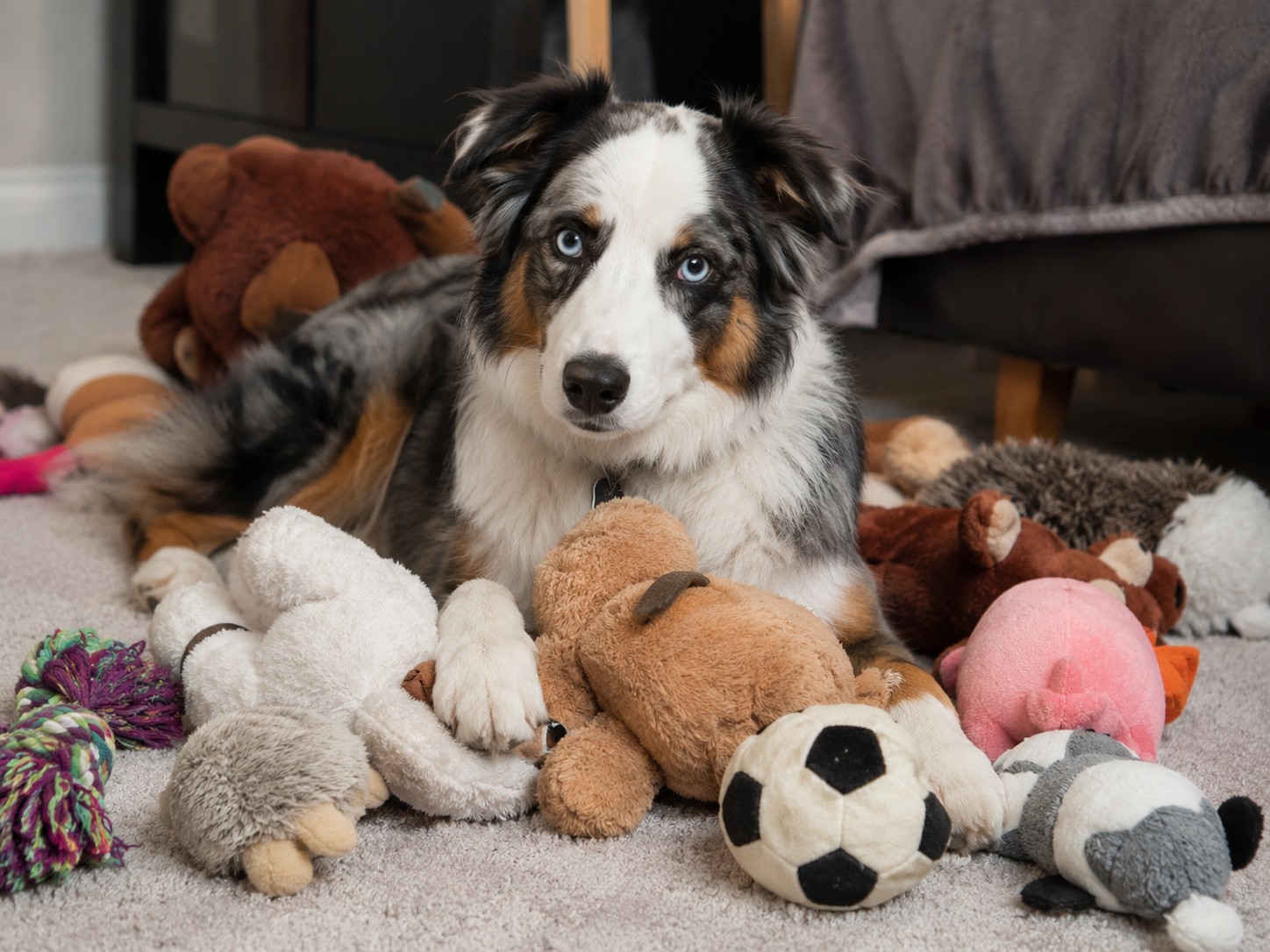 Australian Shepherd resting with a collection of favorite plush toys