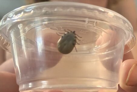 Removed engorged tick secured inside a small clear condiment cup