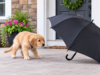 Puppy Fear Periods: Why a Confident Puppy Can Suddenly Become Afraid Golden Retriever puppy cautiously approaching an open umbrella during a puppy fear period