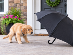 Puppy Fear Periods: Why a Confident Puppy Can Suddenly Become Afraid Golden Retriever puppy cautiously approaching an open umbrella during a puppy fear period