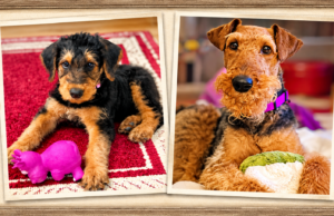 A Dog of a Different Color: Why Some Dogs Look Completely Different as Adults Gracie as an Airedale puppy and adult showing dramatic dog coat color changes.