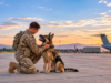 Should Retiring Military Dogs Stay With Their Handlers? Retiring military dog with former handler on an airfield during a quiet reunion.