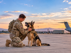 Should Retiring Military Dogs Stay With Their Handlers? Retiring military dog with former handler on an airfield during a quiet reunion.