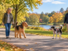 Stable Dog Temperament Signs: How to Recognize True Behavioral Stability